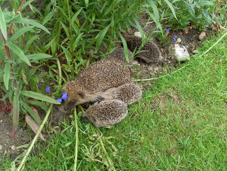 A group of hedgehogs in a flower bed.