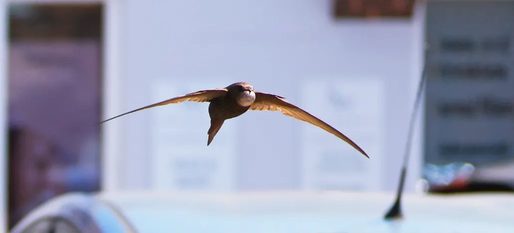 Swift In Flight