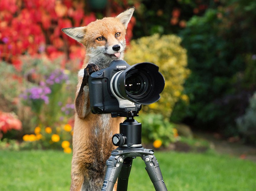 A fox standing on hind legs behind a camera on a tripod, apparently taking a picture.
